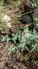 Teucrium polium