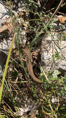 Podarcis melisellensis