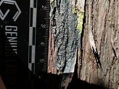 Fuscopannaria leucosticta