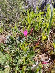 Hesperantha pauciflora