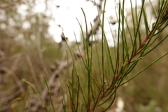 Allocasuarina paradoxa