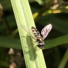 Melangyna viridiceps