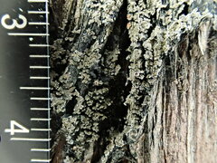 Fuscopannaria leucosticta