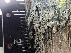 Fuscopannaria leucosticta