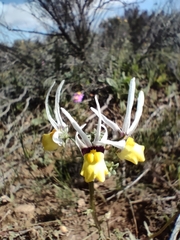 Nemesia cheiranthus