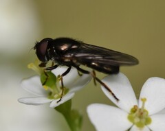 Syrphidae