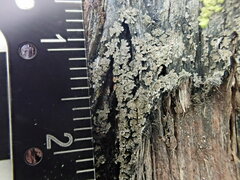 Fuscopannaria leucosticta