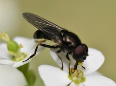 Syrphidae