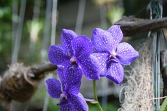 Vanda