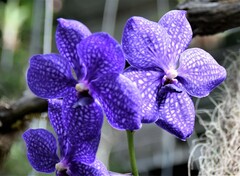 Vanda