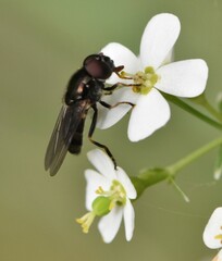 Syrphidae