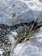 Poa alpina vivipara