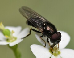 Syrphidae
