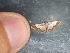 Idaea basinta