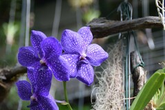 Vanda