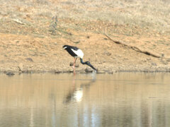 Ephippiorhynchus asiaticus