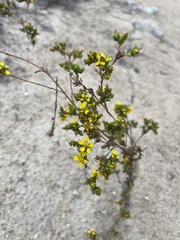 Deinandra fasciculata