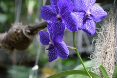 Vanda
