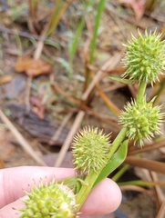 Sparganium americanum