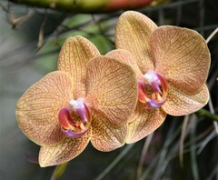 Phalaenopsis