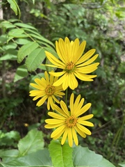 Silphium perfoliatum