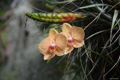 Phalaenopsis