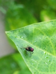 Hydrotaea