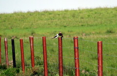 Colaptes campestris campestroides