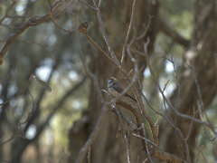 Stizoptera bichenovii