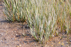 Sporobolus alterniflorus