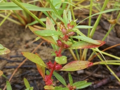 Rotala ramosior