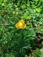 Trollius europaeus
