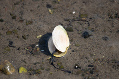 Mya arenaria
