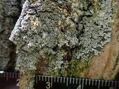 Pannaria conoplea image