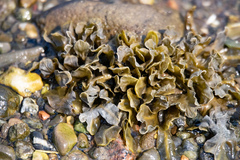 Fucus distichus
