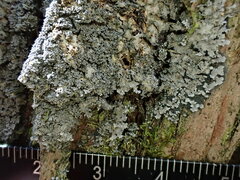 Pannaria conoplea image