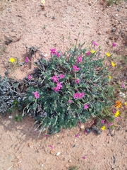 Pelargonium sericifolium
