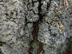 Pannaria conoplea image