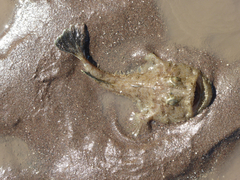 Lophius piscatorius