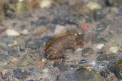 Gammarus