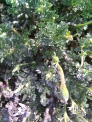 Pelargonium sericifolium