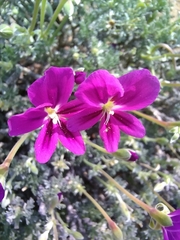 Pelargonium sericifolium