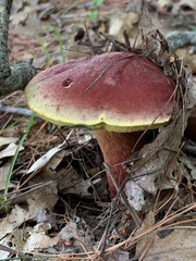 Baorangia