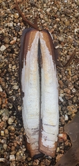 Ensis
