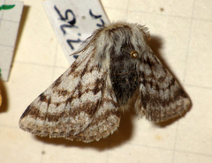 Lycia alpina