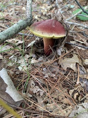 Baorangia
