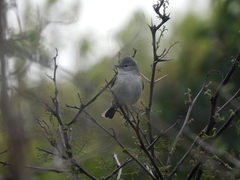 Camptostoma obsoletum