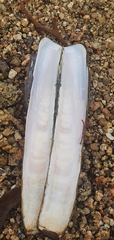 Ensis