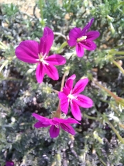 Pelargonium sericifolium