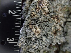 Pannaria conoplea image